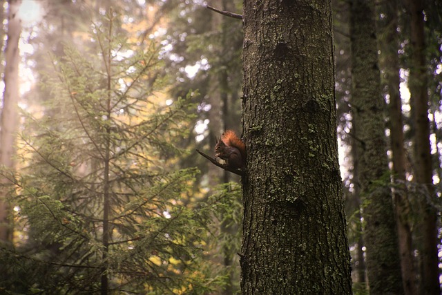 tree trimming