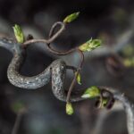 Mastering Portland OR Tree Trimming: Tips & Services