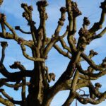 Vancouver WA Tree Trimming: Safety & Expert Care After Emergencies