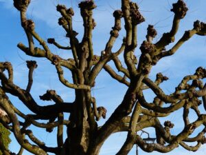 tree-trimming-640x480-23292700.jpeg