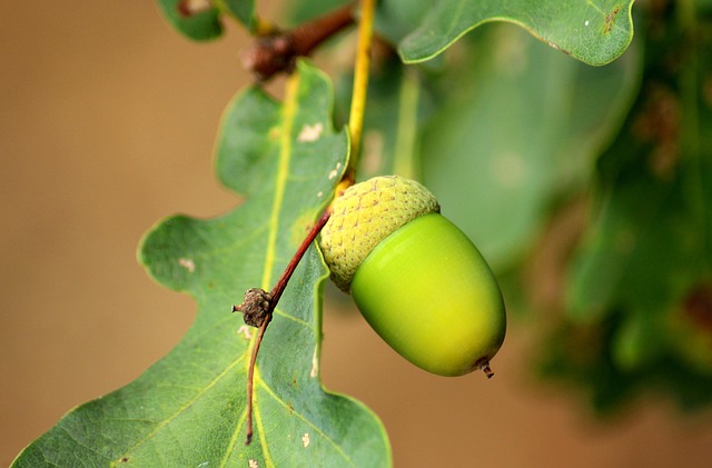 tree-trimming-640x480-23676550.jpeg