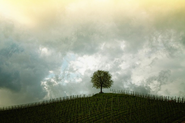 tree-trimming-640x480-2484277.jpeg