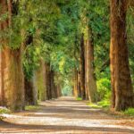 Portland OR Tree Trimming: Boost Property Value with Pro Services