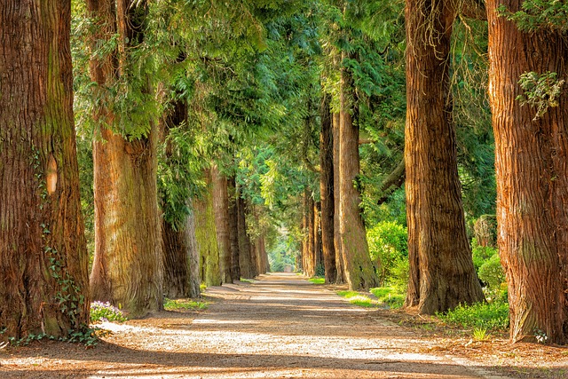 tree-trimming-640x480-26117429.jpeg