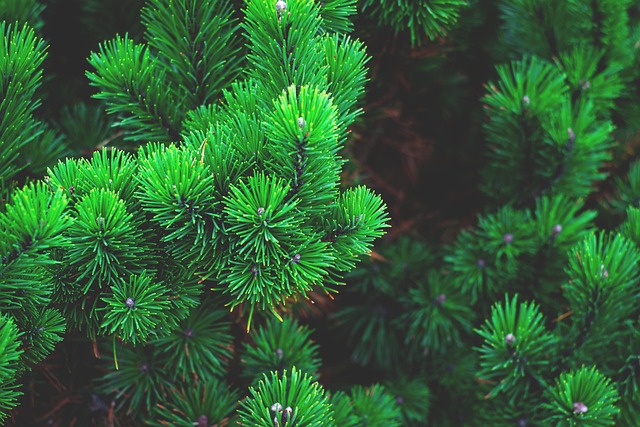 tree trimming