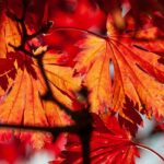 Vancouver WA Tree Trimming: Boost Property Value, Safety & Curb Appeal