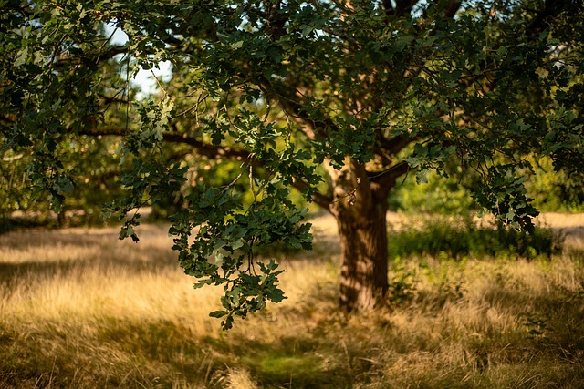 tree trimming