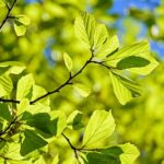 Portland OR Tree Trimming: Growth Regulation Secrets Unveiled