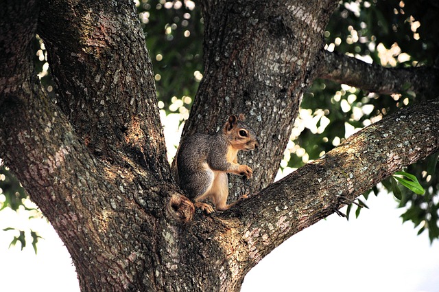 tree trimming