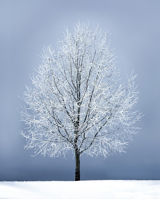 tree trimming