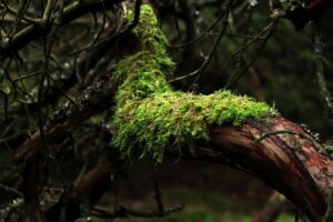 tree-trimming-640x480-49770952.jpeg