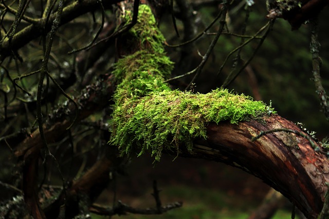 tree-trimming-640x480-49770952.jpeg
