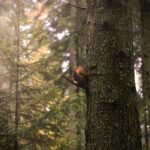 Portland OR Tree Trimming: Essential Guide to Healthy Trees