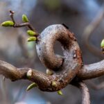Transform Your Portland OR Yard with Expert Hedge Trimming Services