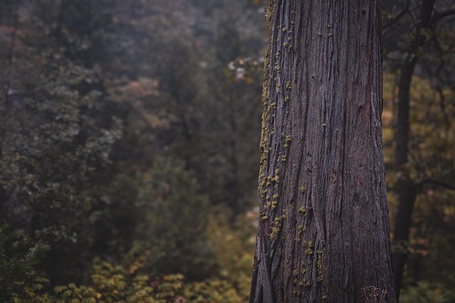 tree trimming