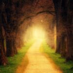 Vancouver WA Tree Trimming: Navigating Sidewalk Clearance Pruning Regulations