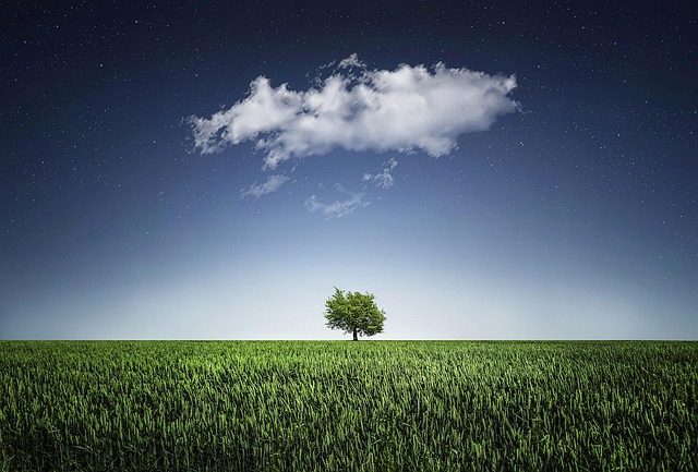 tree-trimming-640x480-66227589.jpeg