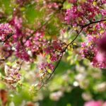 Vancouver WA Tree Trimming: Essential Safety and Benefits