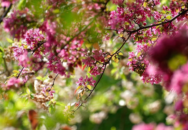 tree-trimming-640x480-68670667.jpeg