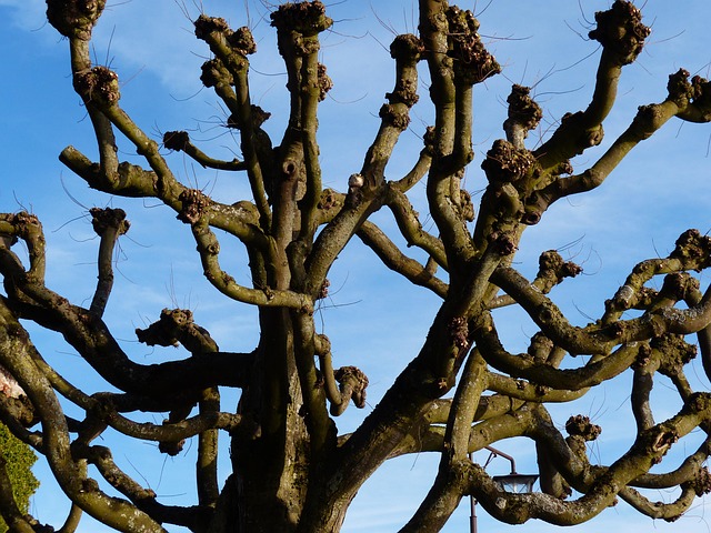 tree trimming
