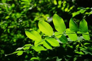 tree-trimming-640x480-69406407.jpeg