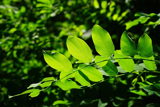 tree-trimming-640x480-69406407.jpeg