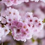 Native Tree Trimming: Portland OR Guide to Healthy Landscapses