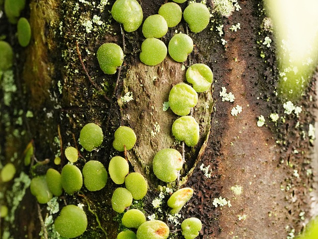 tree-trimming-640x480-80047563.jpeg