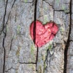 Mastering Portland OR Tree Trimming: Season to Safety and Health