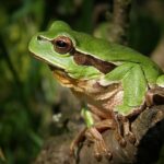 Portland OR Tree Trimming: Expert Care for Healthy Landscaping