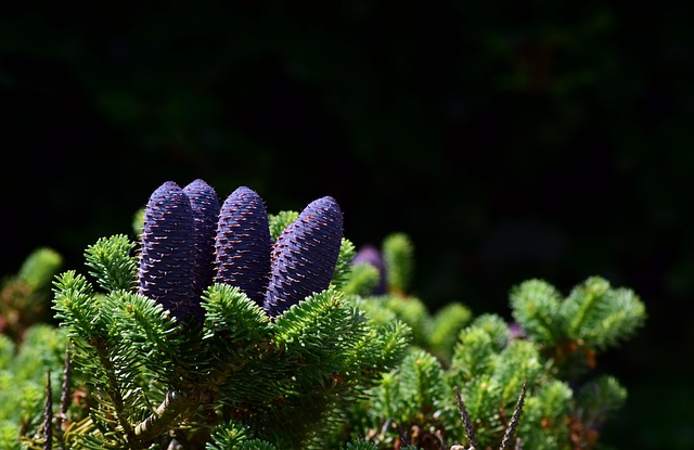 tree-trimming-640x480-85033746.jpeg