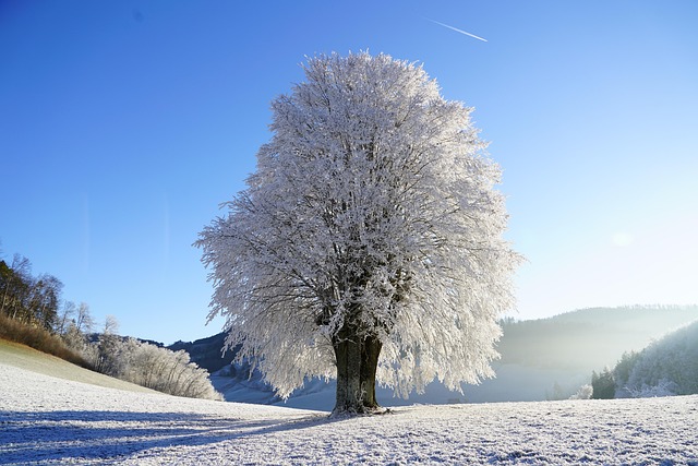 tree trimming
