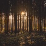 Mastering Vancouver WA Tree Trimming Contracts