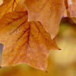 Vancouver WA Tree Trimming: Expert Guidance for Healthy Trees