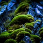 Seasonal Tree Trimming in Vancouver WA: Expert Tips for Healthy Trees