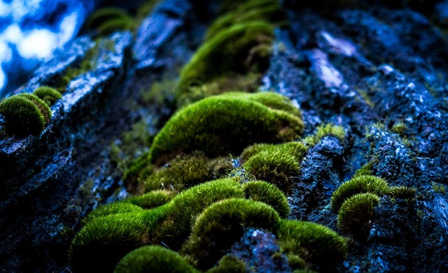 tree-trimming-640x480-89786123.jpeg