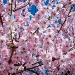 Aerial Lift Tree Trimming: Portland OR Experts Guide