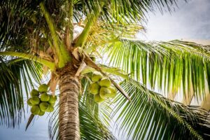 tree-trimming-640x480-93056775.jpeg