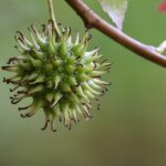 Portland OR Tree Trimming: A Comprehensive Guide to Healthy Trees