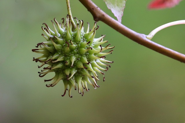 tree-trimming-640x480-96492961.jpeg
