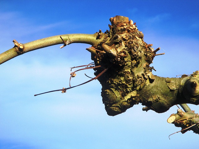 tree trimming