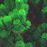 Mastering Vancouver WA Tree Trimming Techniques Safely and Efficiently
