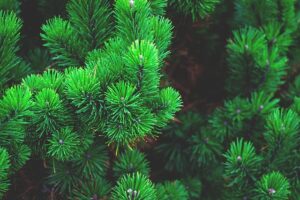 tree-trimming-640x480-99069636.jpeg