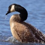 Optimizing Drinking Water Usage: Comprehensive Strategies for Conservation