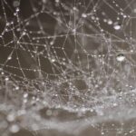 Elevating Coppell TX Web Design: Support Through Elements