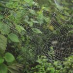 Dallas TX Web Design: Analytics-Driven Growth Strategies