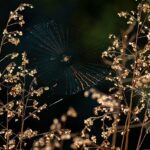 Professional Photography Elevates Carrollton TX Web Design Impact