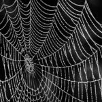 Mastering Irving TX Web Design Budgets and Timelines