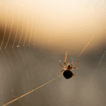 Optimizing Rockwall TX Web Design for Ultimate User Experience