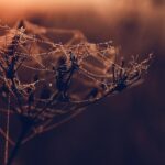 Mobile-First Design: Balch Springs TX Web Design Secrets
